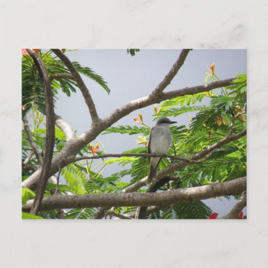 鳥がセリリョスで ポストカード (正面)