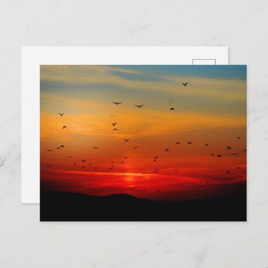 鳥たちが夕日に飛び立ち、絵のような写真を撮る。 ポストカード (正面/裏面)