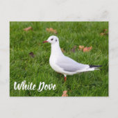 鳥とハトの恋人の贈り物のためのホワイト鳩 シーズンポストカード (正面)
