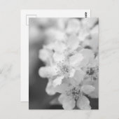 鳥のさくらんぼは白と黒で咲く ポストカード (正面/裏面)
