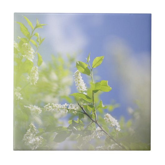 鳥のさくらんぼツリーフラワースカイ タイル (正面)