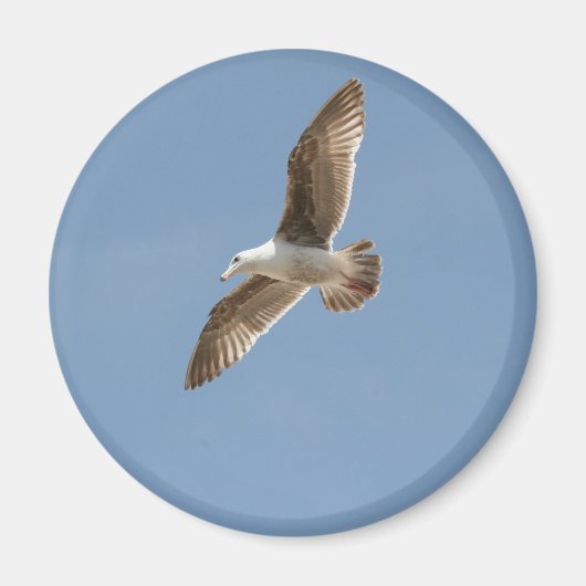 鳥のように自由飛んでいる(カモメ) マグネット (正面)