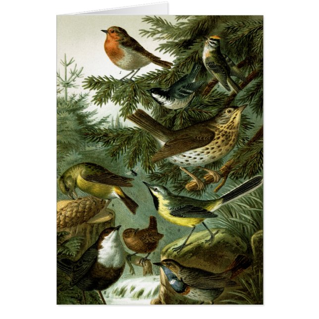 鳥のグループ3 (正面)