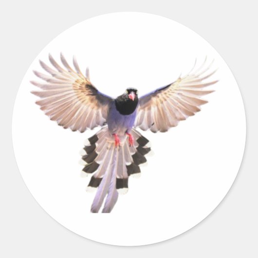 鳥のステッカー ラウンドシール (正面)