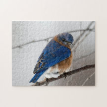 鳥のパズル鳥の写真最高の野生動物の写真