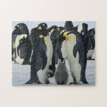 鳥のパズル鳥の写真最高の野生動物の写真