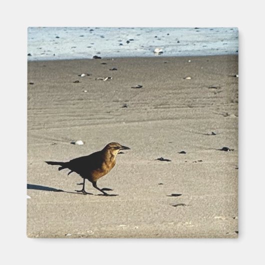 鳥のフォトマグネット マグネット (正面)