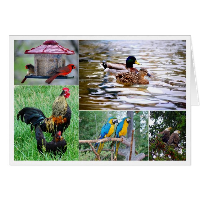 鳥のペアのコラージュ (正面横)