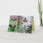 鳥のペアのコラージュ ハッピーアニバーサリー カード (裏面)