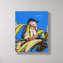 鳥のロイヤリティ：東キングバード キャンバスプリント