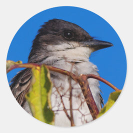 鳥のロイヤリティ:東キングバード ラウンドシール