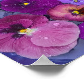 鳥の入った水浴びに浮かぶパンジーの花と露 ポスター (角)