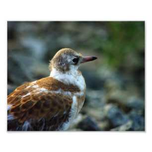 鳥の写真/若いカモメ/鳥の恋人の贈り物/ フォトプリント           