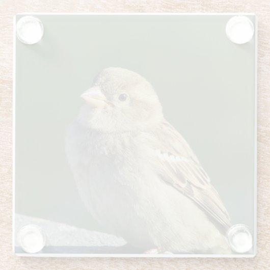 鳥の動物写真小さな茶色の家スズメ ガラスコースター (裏面)