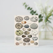 鳥の卵ヴィンテージ付きフラットカード (スタンド正面)