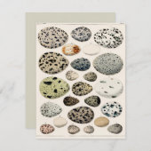 鳥の卵ヴィンテージ付きフラットカード (正面/裏面)