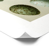 鳥の卵 ポスター (角)