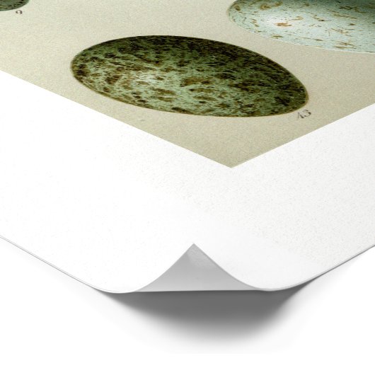 鳥の卵 ポスター (角)