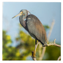 鳥の完全な陶芸美術 タイル