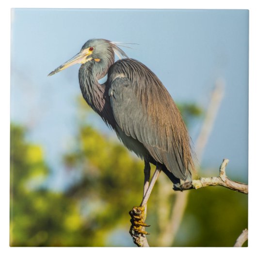 鳥の完全な陶芸美術 タイル (正面)