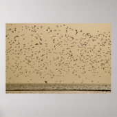 鳥の島 ポスター (正面)