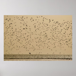 鳥の島 ポスター