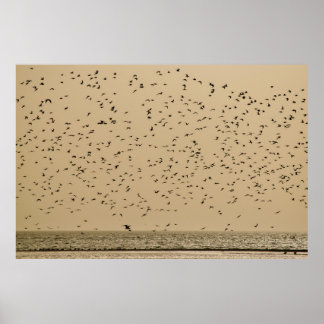 鳥の島 ポスター