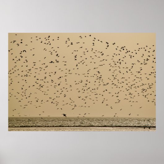 鳥の島 ポスター (正面)