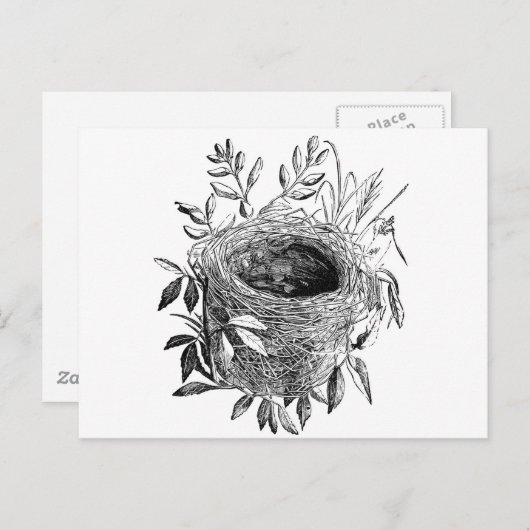 鳥の巣のヴィンテージのイラストレーション ポストカード (正面/裏面)