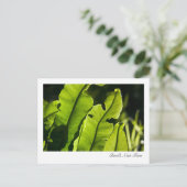 鳥の巣シダのはがき ポストカード (スタンド正面)