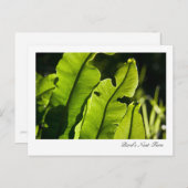 鳥の巣シダのはがき ポストカード (正面/裏面)