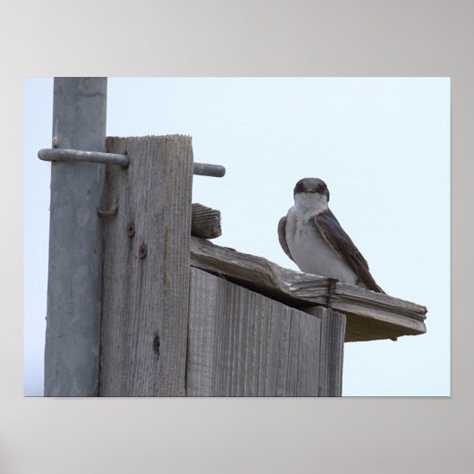 鳥の巣箱に止まる鳥のポスター ポスター (正面)