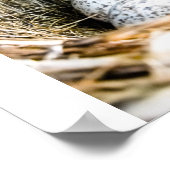 鳥の巣 ポスター (角)