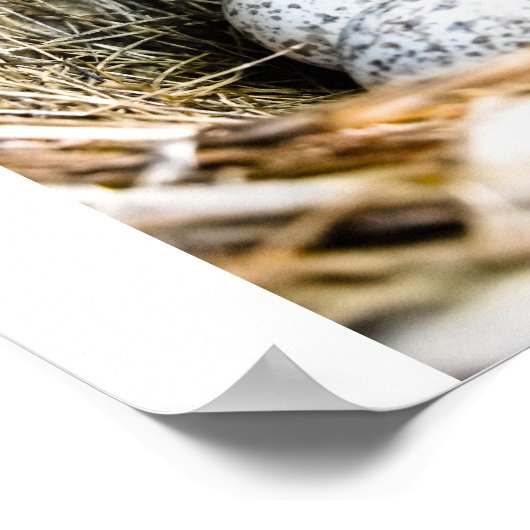 鳥の巣 ポスター (角)