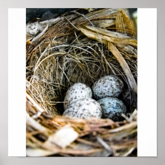 鳥の巣 ポスター