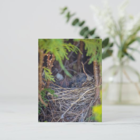 鳥の巣 ポストカード (スタンド正面)