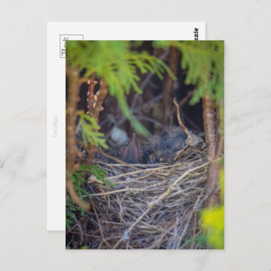 鳥の巣 ポストカード (正面/裏面)