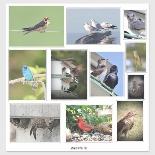 鳥の愛 シール (シート)