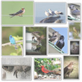 鳥の愛 シール (正面)