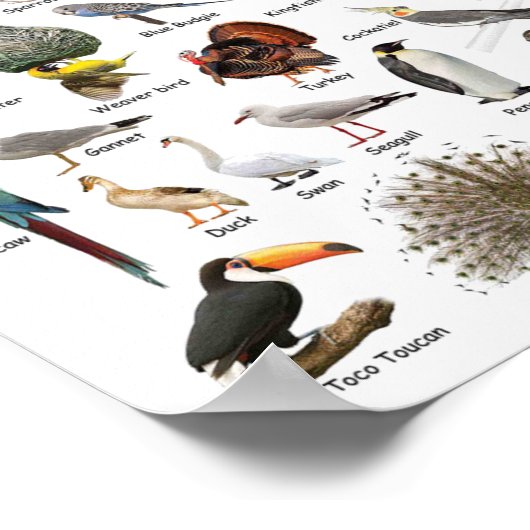 鳥の教育 ポスター (角)