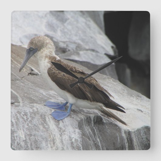 鳥の時計 スクエア壁時計 (正面)