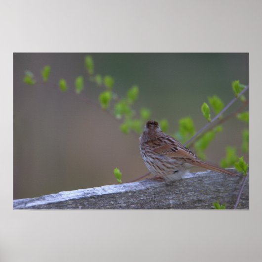 鳥の止まり木ポスター ポスター (正面)