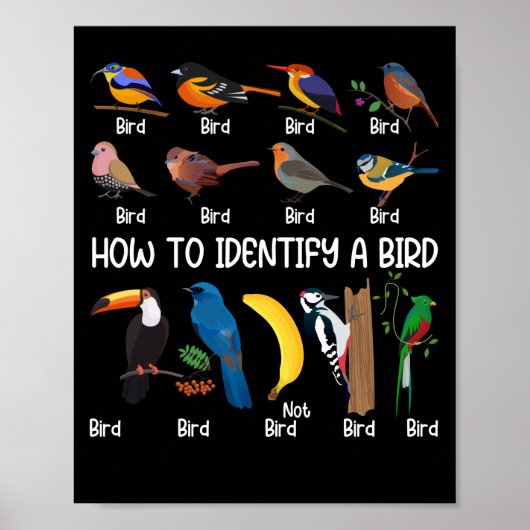 鳥の監視人が鳥の鳥達を識別するユニーク方法 ポスター (正面)
