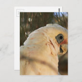 鳥の目 ポストカード (正面/裏面)