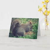 鳥の種のリス カード (黄色い花)