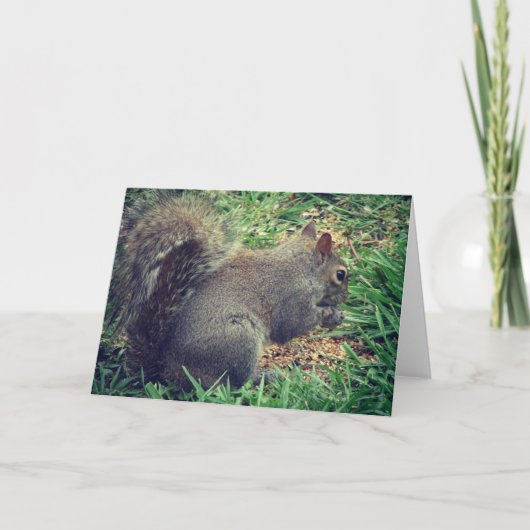 鳥の種のリス カード (正面)