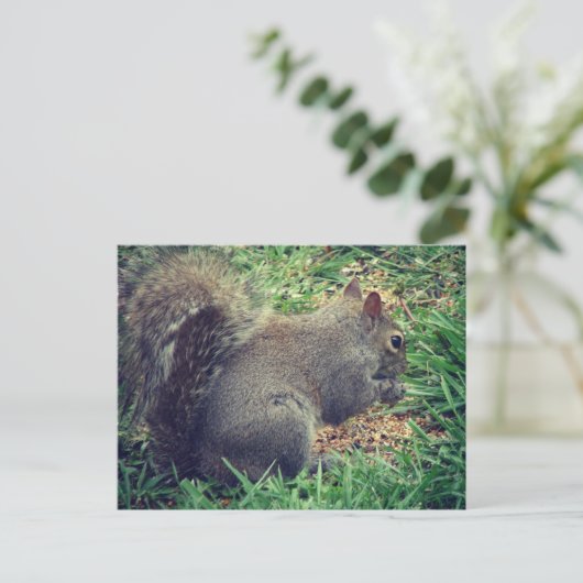 鳥の種のリス ポストカード (スタンド正面)