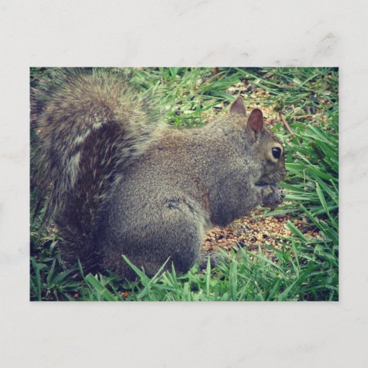 鳥の種のリス ポストカード (正面)