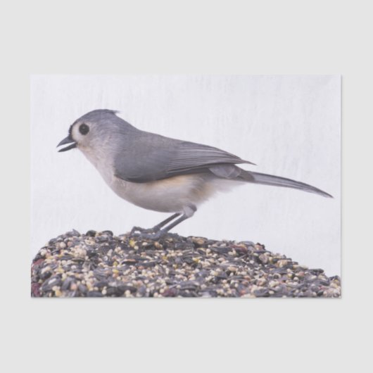 鳥の種の上に房状タイトマウスをティッシュペーパー 薄葉紙 (正面)