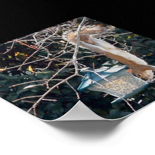 鳥の給餌器から食べ物を盗む空腹のリス ポスター (角)